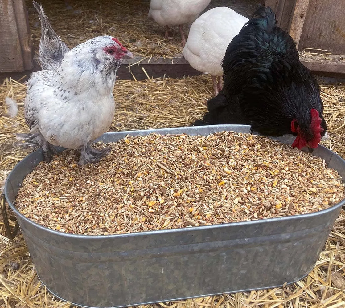 16% Premium Layer Feed With Black Soldier Fly Larvae, Fishmeal, & Herbs {Soy Free   High Protein}: 40 pounds