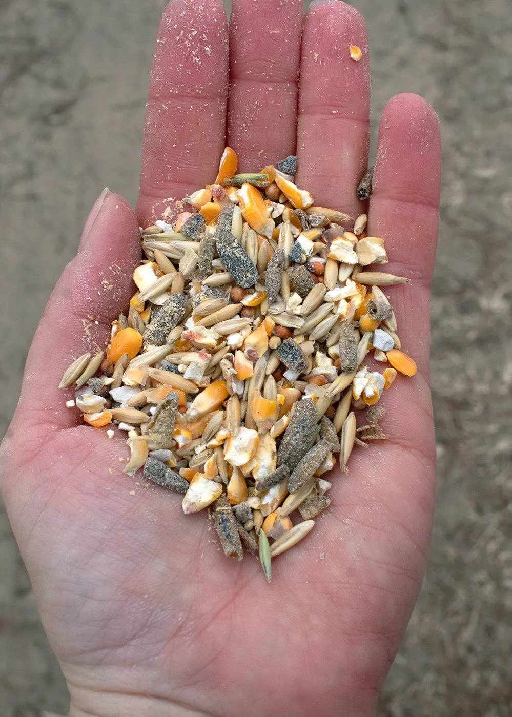 16% Premium Layer Feed With Black Soldier Fly Larvae, Fishmeal, & Herbs {Soy Free   High Protein}: 40 pounds