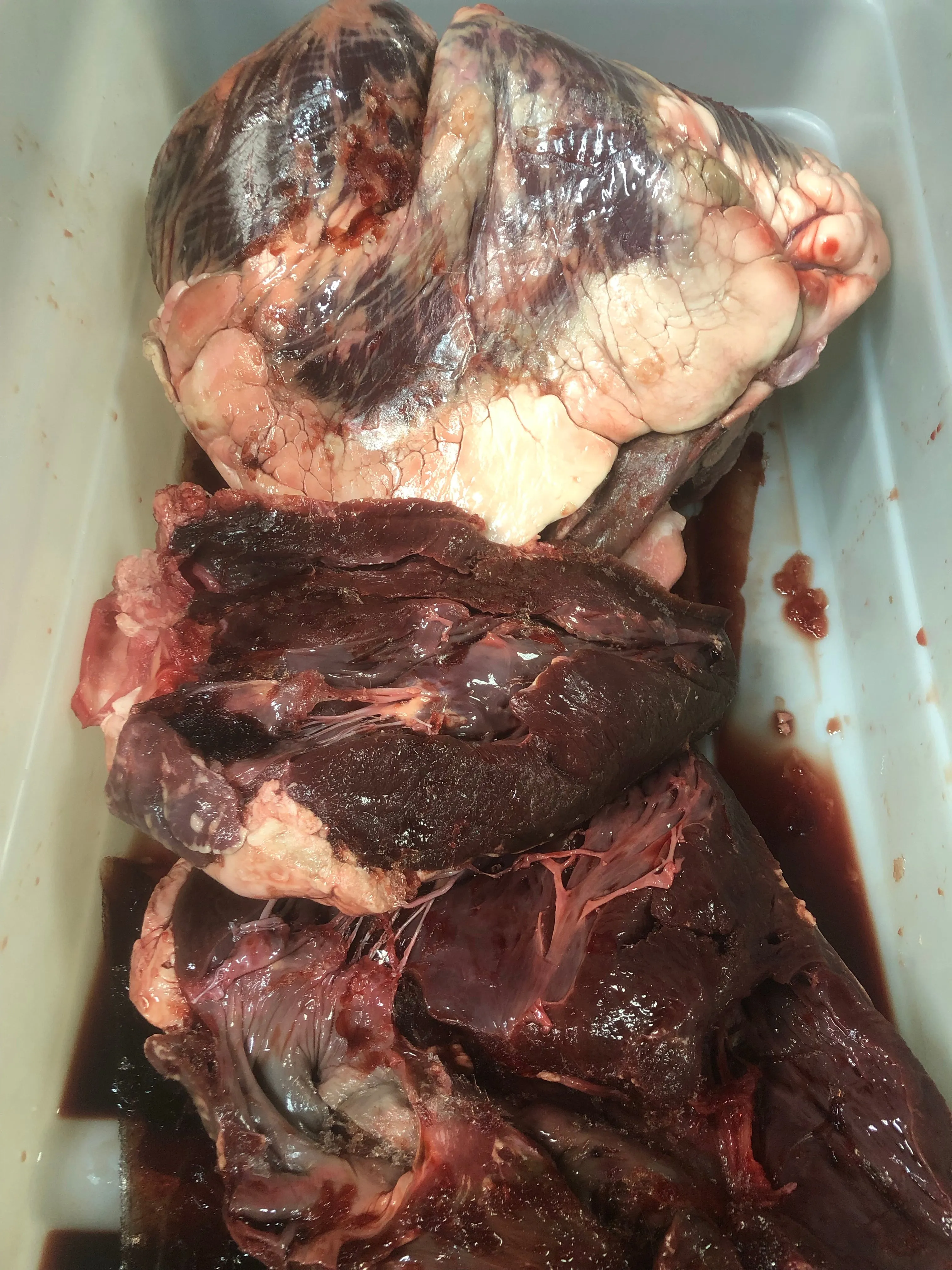 Beef Heart, Whole or Ground