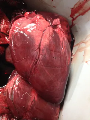 Beef Heart, Whole or Ground