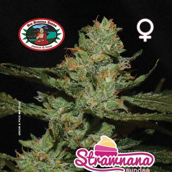 Big Buddha Seeds - Strawnana Sundae