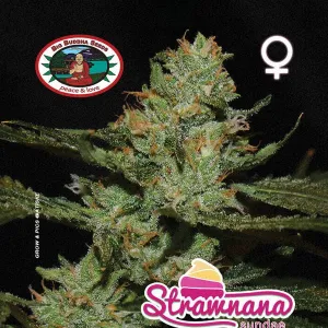 Big Buddha Seeds - Strawnana Sundae