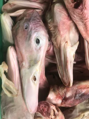 Duck Heads, Whole Raw