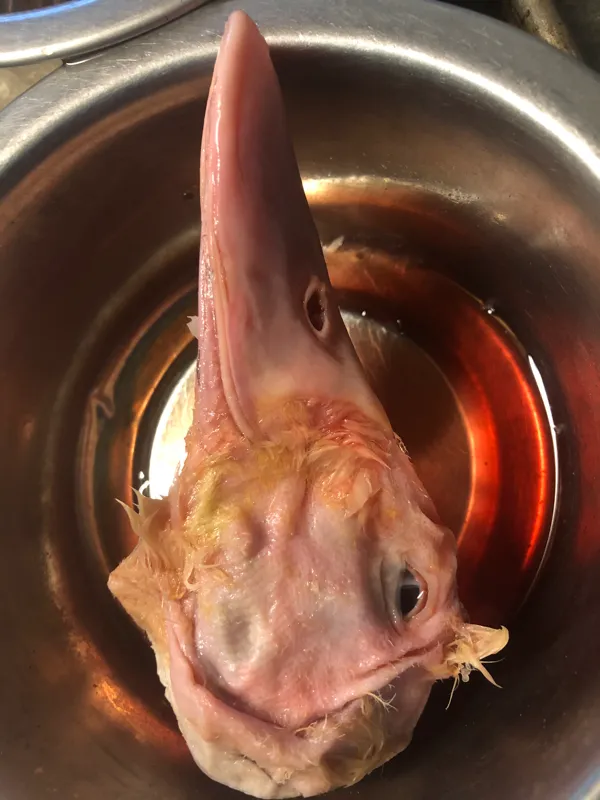 Duck Heads, Whole Raw