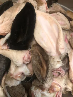 Lamb Ears - Raw, Whole